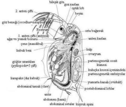 Şekil 2.8. Daphnia’nın genel vücut yapısı (Ebert 2005) 