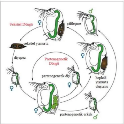 Şekil 2.9. Daphnia’nın yaşam ve üreme döngüsü (Ebert 2005) 