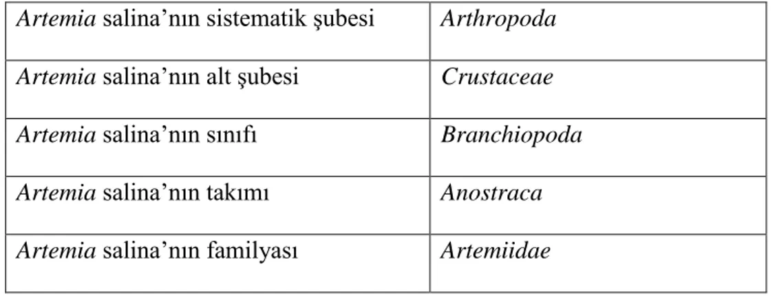 Çizelge 2.5. Artemia salina’nın taksonomisi (Dumitrascu 2011).  Artemia salina’nın sistematik şubesi  Arthropoda  Artemia salina’nın alt şubesi  Crustaceae  Artemia salina’nın sınıfı  Branchiopoda  Artemia salina’nın takımı  Anostraca  Artemia salina’nın f