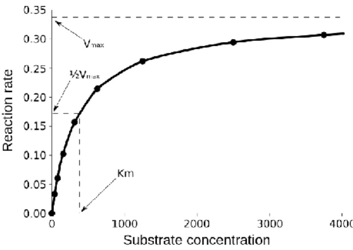Şekil 2.6. Substrat konsantrasyonun enzim hızına etkisi 