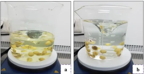 Şekil 3.3. a; tohumların (%20, %40, %60, %80, %100) NaOCl çözeltisinde sterilizasyonu, b;  tohumların steril saf su içerisinde yıkanması) 