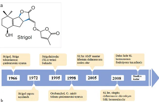 Şekil 1. 3. Strigolün kimyasal yapısı (a) ve SL’ların keşfi ve biyolojik işlevlerinin zamansal 