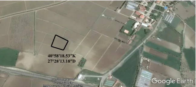 Şekil 3.1. Denemede kullanılan üretim parseli 