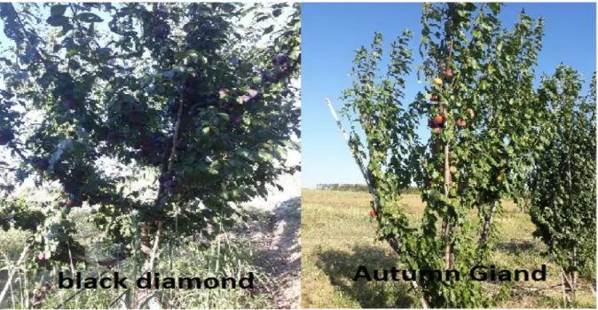 Şekil 3.1. Black Diamond ve Autumn Giant çeşidi ağaçların hasat öncesi görüntüsü 