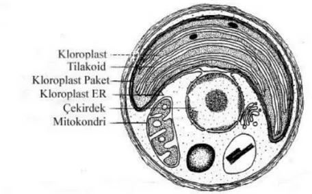 Şekil 3.2. N.oculata’nın hücre ince yapısı (Maruyama ve ark. 1986) 