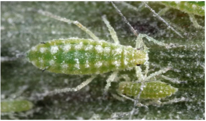 Şekil 4.6. Hyalopterus pruni ergin görünüşü (Anonim 2019e) 