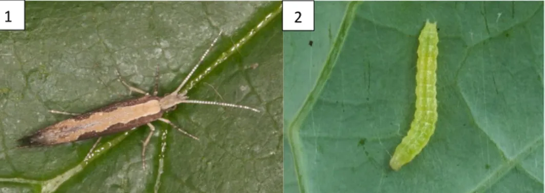 Şekil  4.6.  Lahana  Yaprak  Güvesi  ergini(1)  (Anonim  2019j)  ve  larvası(2)  (Anonim  2019k) 