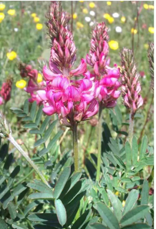 Şekil 1.1. Onobrychis Mill. bitkisi, O. viciifolia Scop., Sainfoin (USDA plant guide)  