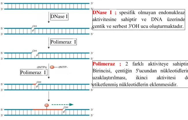 Şekil 3.3. Nick translasyonunun temel aşamaları (Hermanson 2013) 