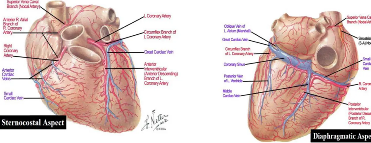 Şekil  1.Normal  Koroner  Anatomi  (Koroner  Arter-Koroner  Ven)( Netter  2017)’  den  alınmıştır