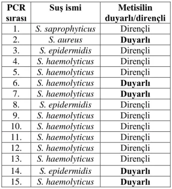 Tablo 4.4. 15 suşun PCR sırasına göre metisilin durumu 