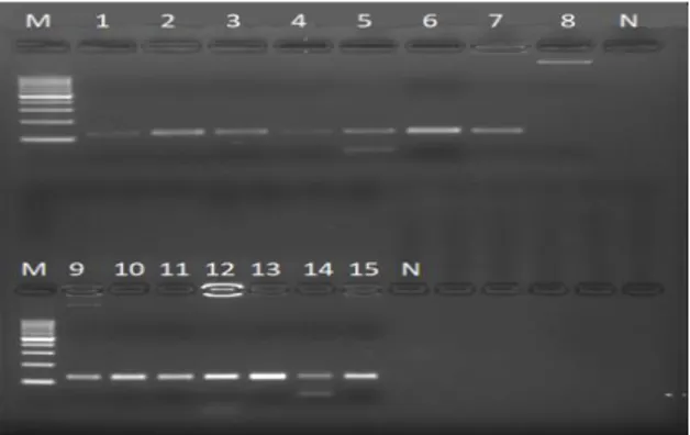 Şekil 4.3. tcaA gen bölgesi. M; marker, N; Negatif kontrol  
