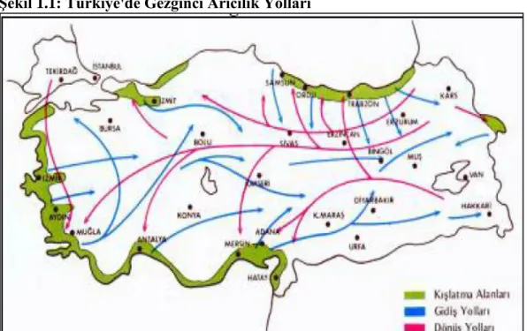 Şekil 1.1’de Türkiye’de gezginci arıcılıkta kışlatma alanları, gidiş ve dönüş  yolları  gösterilmektedir