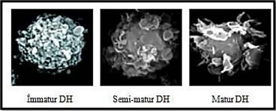 Şekil  2.4.  İmmatür,  semi-matür  ve  matür  DH’lerin  mikroskop  altındaki  görüntüsü  (Greensmith 2007)