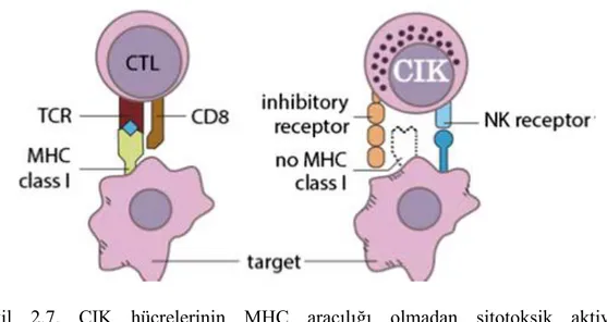 Şekil  2.7.  CIK  hücrelerinin  MHC  aracılığı  olmadan  sitotoksik  aktivitesi                     (Zhang ve diğ