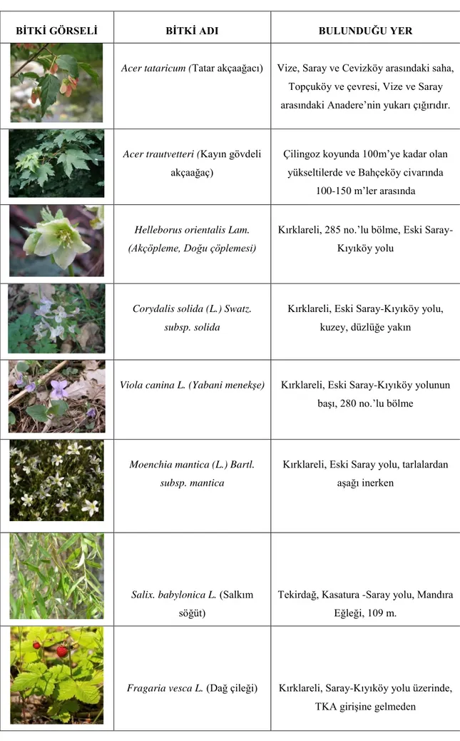 Çizelge 4.1. Saray ve çevresindeki bitki türleri (Aydınözü 2010, Oral 2010) 