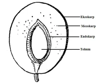 ġekil 2.3.1. Drupa tipi meyve   (http://www.finedictionary.com/drupe.html) 