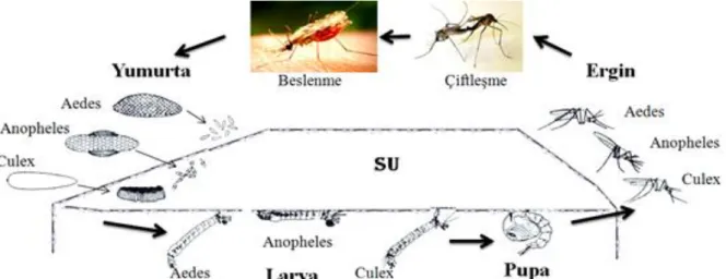 Şekil  2.3.1.  Anopheles,  Aedes  ve  Culex  soylarında  temel  biyolojik  döngü  (Rozendaal  1997’den modifiye edilmiştir.) 