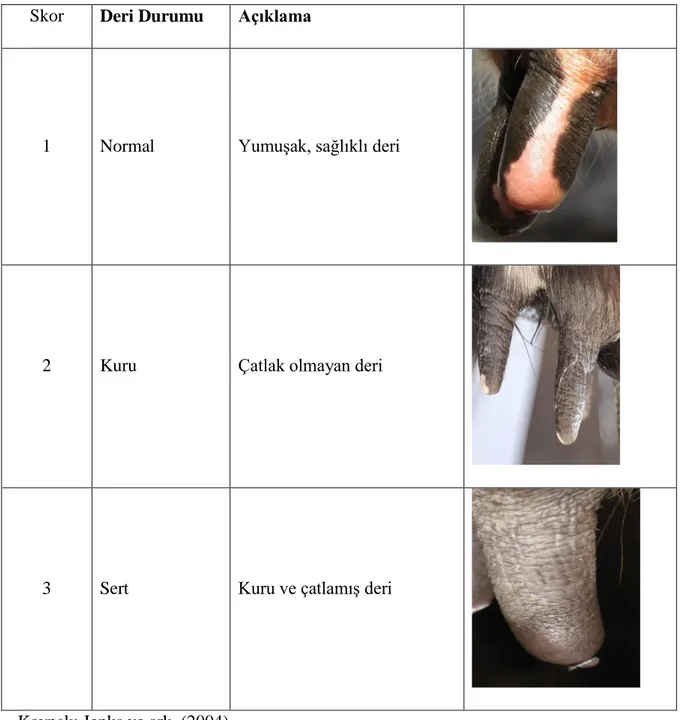 Çizelge 3.5. Deri Durumu Skorlaması 