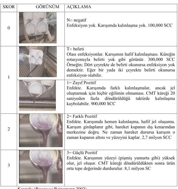 Çizelge 3.10. CMT (California Mastitis Test) Skorlaması 