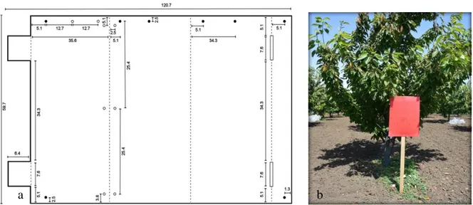 Şekil 3.4. Prizma tuzak ölçüleri (a) ve bahçede yerleştirilmesi (b)  b a 