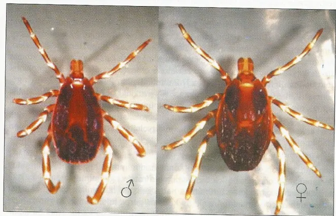 Şekil 2.6. Ixodid kene örneği: Hyalomma marginatum (Karaer ve Kar 2009). 