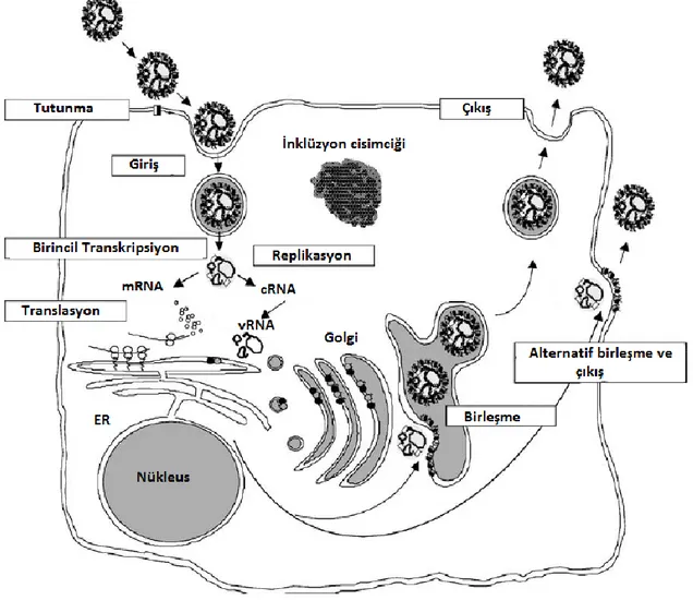 Şekil 2.12. KKKH virüsünün hücre içi döngüsü (Whitehouse 2004). 