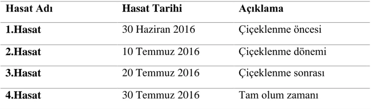 Çizelge 3. 2 Aspir tohumlarının hasat tarihleri 