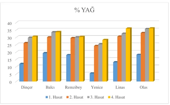 Şekil 4. 2 Aspir çeşitlerinin hasat zamanlarına göre yağ oranları (%) 0510152025303540