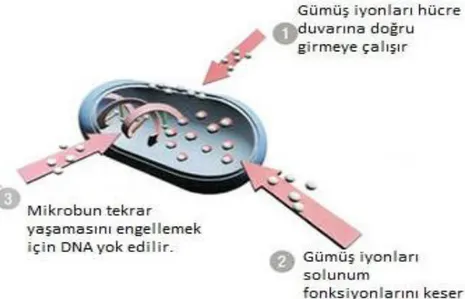 Şekil 2.12. Gümüş iyonların bakterileri üzerinde etki mekanizması (Dural Erdem ve Özcan 