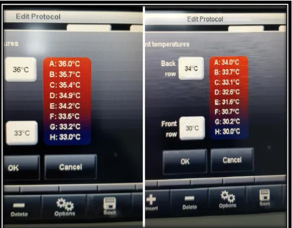 Şekil  3.6  Gradient  PCR  sonuçlarına  örnek  olarak  OPB8  RAPD  primeri  Gradient  PCR  görüntüsü