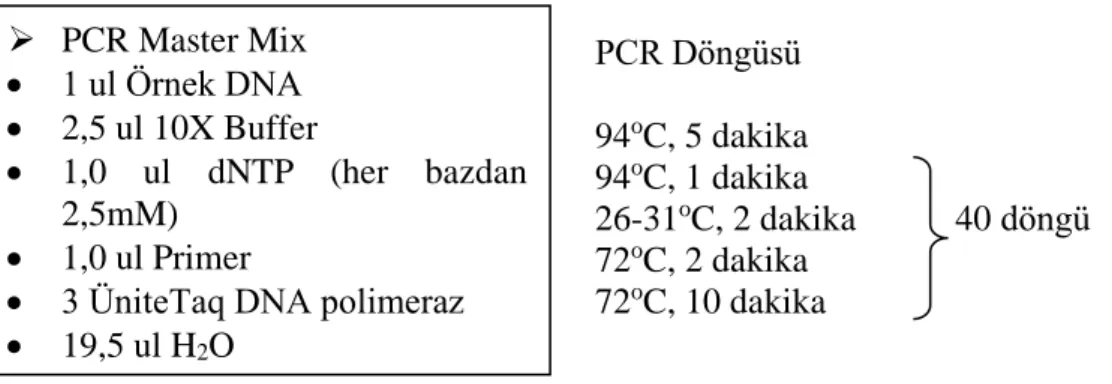 Şekil 3.7. Moleküler çalışma bant skorlamalar ➢  PCR Master Mix •  1 ul Örnek DNA •  2,5 ul 10X Buffer •  1,0  ul  dNTP  (her  bazdan 2,5mM)  •  1,0 ul Primer 