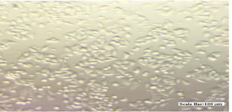 ġekil  3.1.  Ekim  sonrası  24  saat  L929  hücrelerinin  morfolojisini  gösteren  ters  faz  kontrast 