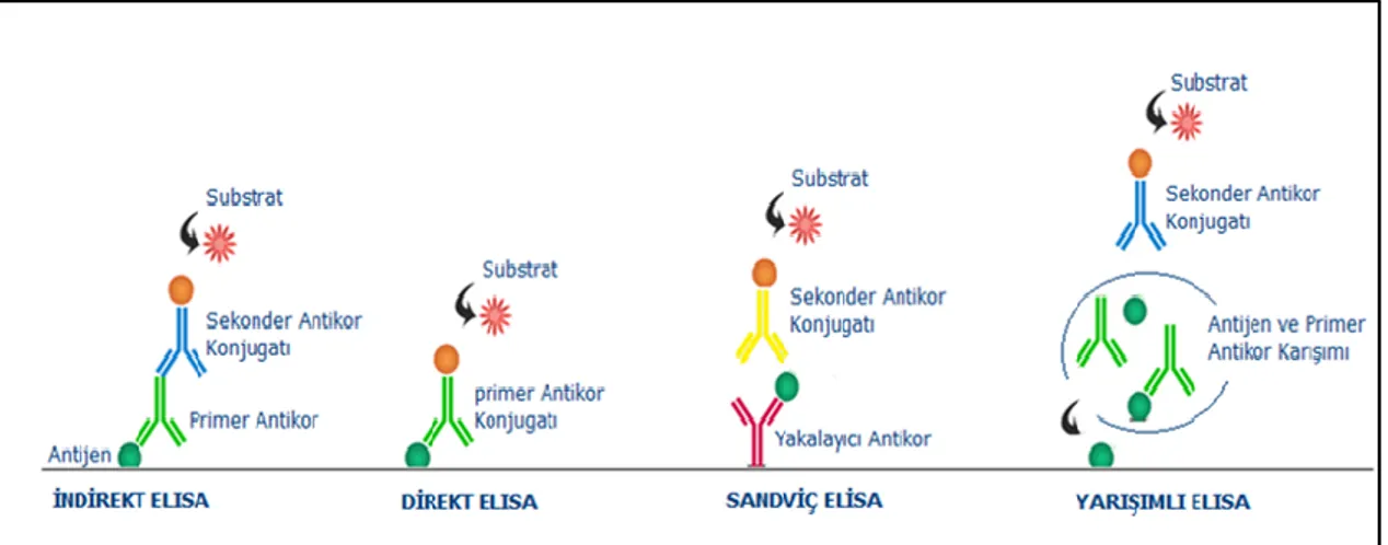 Şekil 2.10. Farklı ELISA sistemlerinin çalışma prensipleri   Diğer ELISA grupları aşağıdaki gibi özetlenebilir