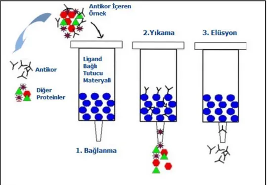 Şekil  2.12.  Protein  A  veya  Protein  G  afinite  kromatografi  kolonları  ile  antikor  saflaştırma  basamakları  