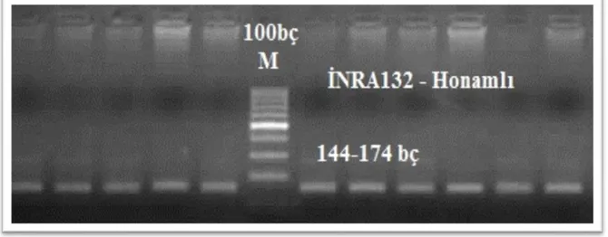 Şekil 4.4. INRA132 Mikrosatellit Belirtecinin PCR Görüntüsü 