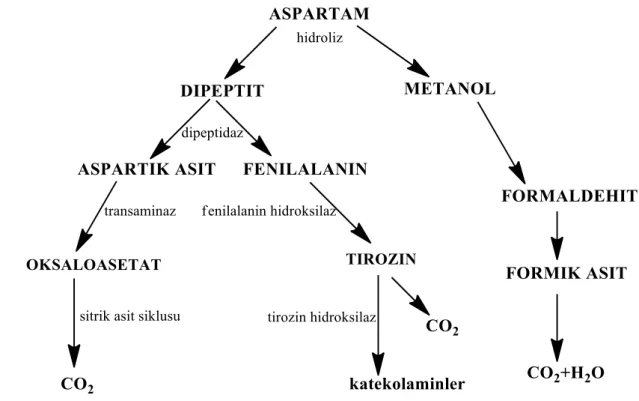 Şekil 1. 3 Aspartamın mekanizması (http://slideplayer.biz.tr/slide/1913185/) 