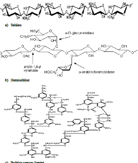 Şekil 2. 2 Lignoselülozik maddelerdeki polimerlerin kimyasal yapıları  (Kurtuluş 2010; 