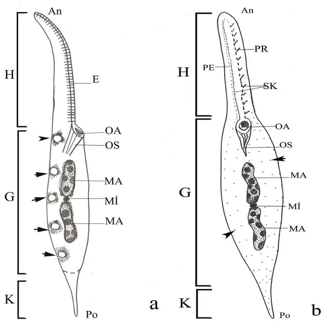 ġekil 3.1. Dileptid siliyatların genel vücut Ģekli ile oral ve vücut siliyatürü diyagramları (a, b)