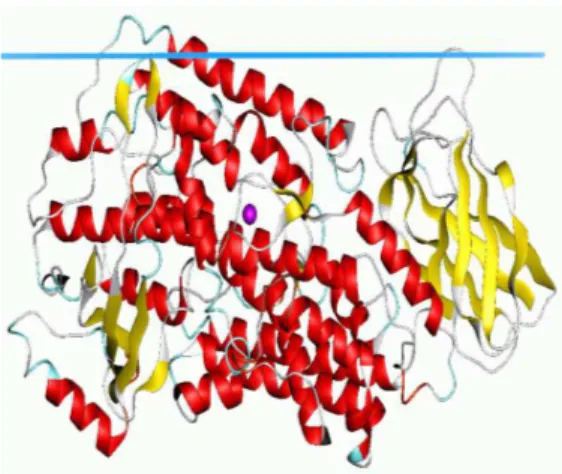 Şekil  6.5'  da  üç  boyutlu  yapısı  gösterilen  lipoksigenaz  (LOX)  enzimi  hücre  ömrü  için  gerekli  ve  oldukça  önemli  role  sahip  olan  ara