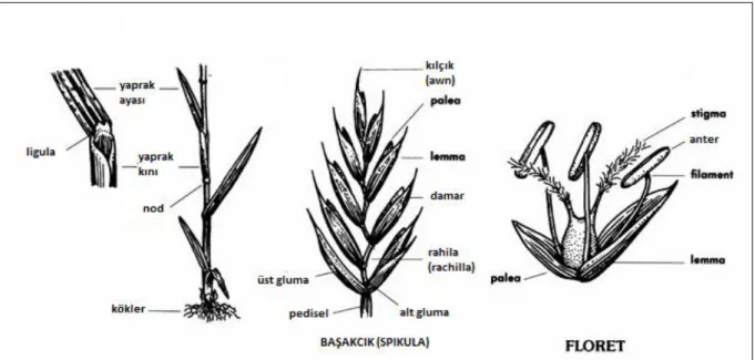 Şekil 2. Poaceae familyası terminolojisi 