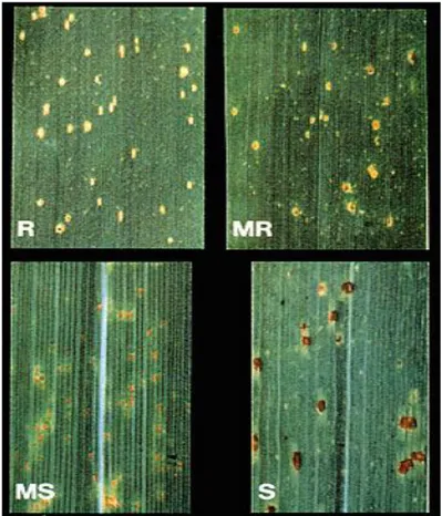 Şekil 3.2. Buğdayda kahverengi pas hastalığının şiddeti ve enfeksiyon tipi                  (Roelfs ve ark 1992) 