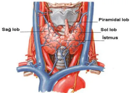 Şekil 2.1. Tiroid bezi anatomisi (http://www.savaskocak.org/tiroid.php). 