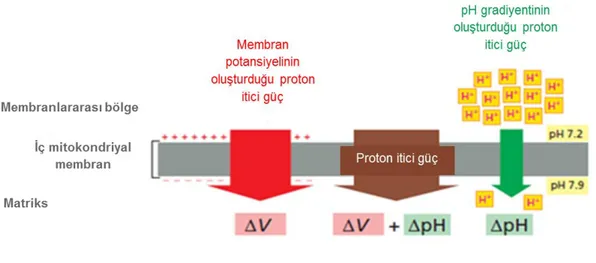 Şekil 1.1.  Elektrokimyasal potansiyel oluşumunun gösterilmesi (Alberts ve ark. 2015) 