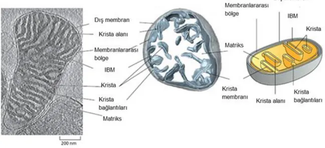 Şekil 2.3. Mitokondri membran yapısının gösterilmesi. IBM: iç membranın dış membrana yakın kısmı 