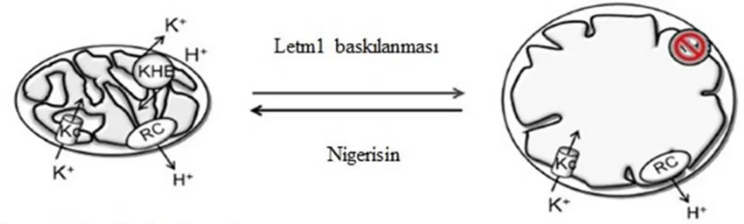 Şekil 2.9. Mitokondriyal hacim dengesinin nigerisin ile dengelenmesi (Dimmer ve ark. 2008) 