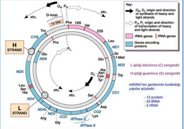 ġekil 2.3. mtDNA‟nın yapısı (Strachan ve Read 2010) 