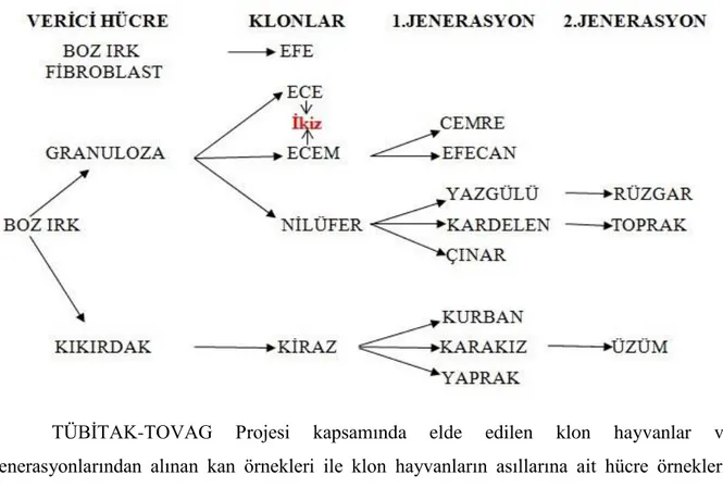 Çizelge 3.1. ÇalıĢmada kullanılan verici hücreler, 4 diĢi 1 erkek klon, bu klonların yavruları  (F 1   jenerasyonu  olan  3  erkek,  5  diĢi),  bu  yavruların  yavruları  (F 2   jenerasyonu  olan 2 erkek, 1 diĢi) 