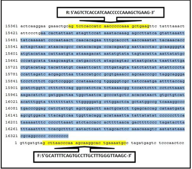 ġekil  3.1.  Sığır  mtDNA  D-loop  bölgesini  (15429-16338.  nt  mavi  olarak  gösterilmiĢtir)  de  içeren 999 baz çifti uzunluğundaki bölge (AF492351.1) 