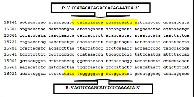 ġekil 3.2. Sığır mtDNA D-loop‟ un 499 baz çifti uzunluğundaki bölgesi (AF492351.1)  